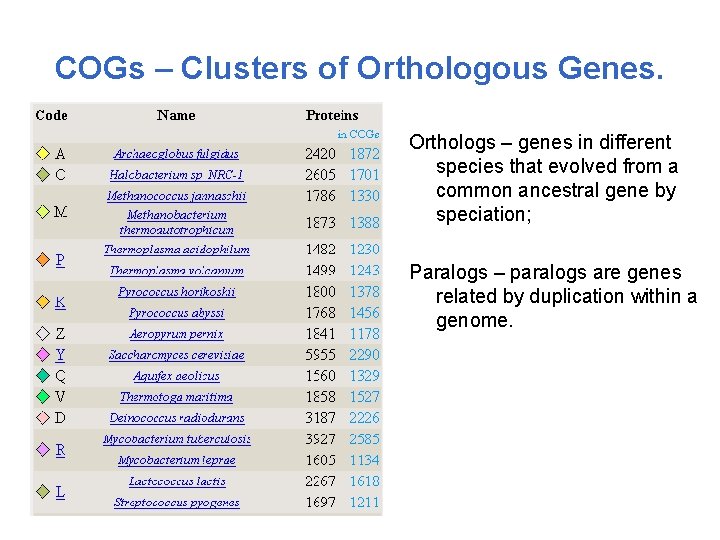 COGs – Clusters of Orthologous Genes. Orthologs – genes in different species that evolved