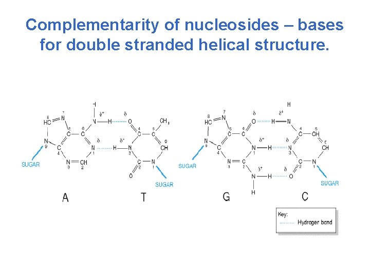 Complementarity of nucleosides – bases for double stranded helical structure. 