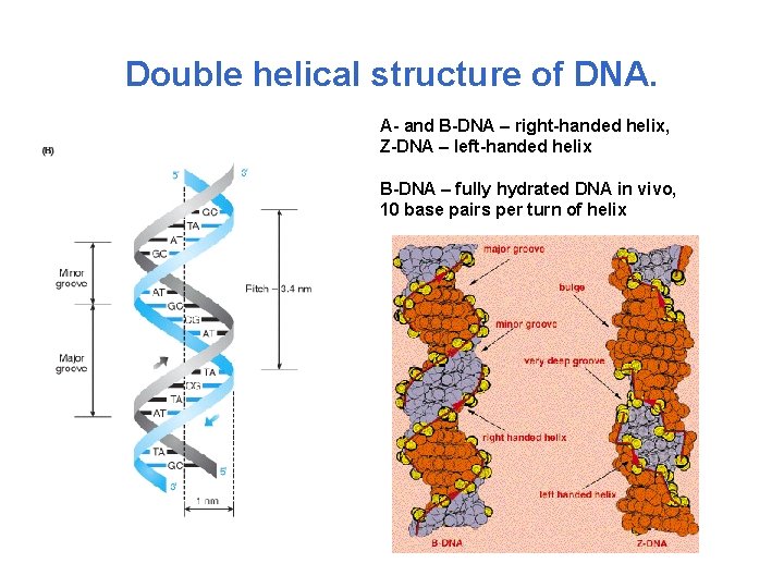 Double helical structure of DNA. A- and B-DNA – right-handed helix, Z-DNA – left-handed