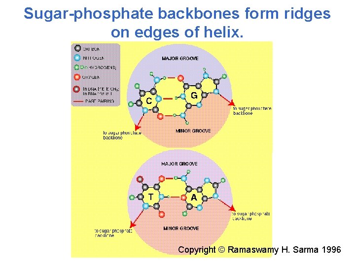 Sugar-phosphate backbones form ridges on edges of helix. Copyright © Ramaswamy H. Sarma 1996