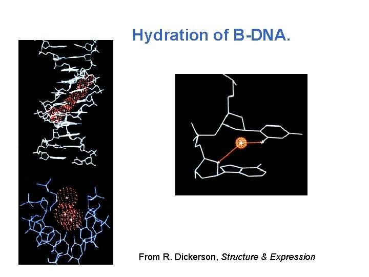  Hydration of B-DNA. From R. Dickerson, Structure & Expression 