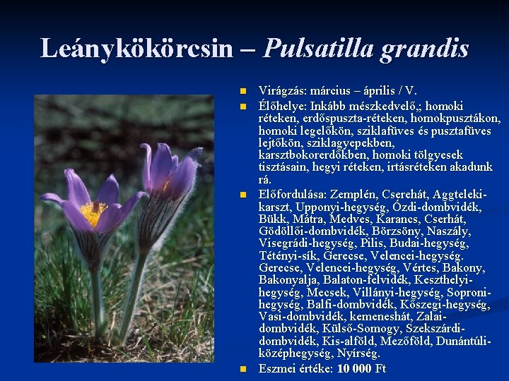 Leánykökörcsin – Pulsatilla grandis n n Virágzás: március – április / V. Élőhelye: Inkább Leánykökörcsin – Pulsatilla grandis n n Virágzás: március – április / V. Élőhelye: Inkább