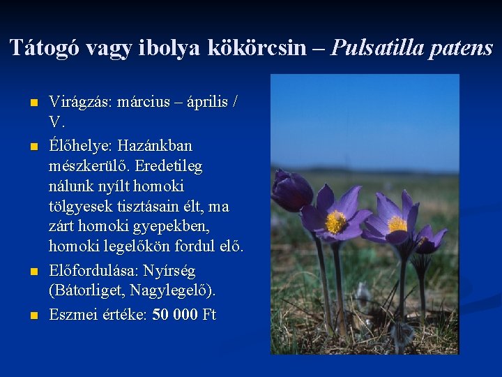 Tátogó vagy ibolya kökörcsin – Pulsatilla patens n n Virágzás: március – április /