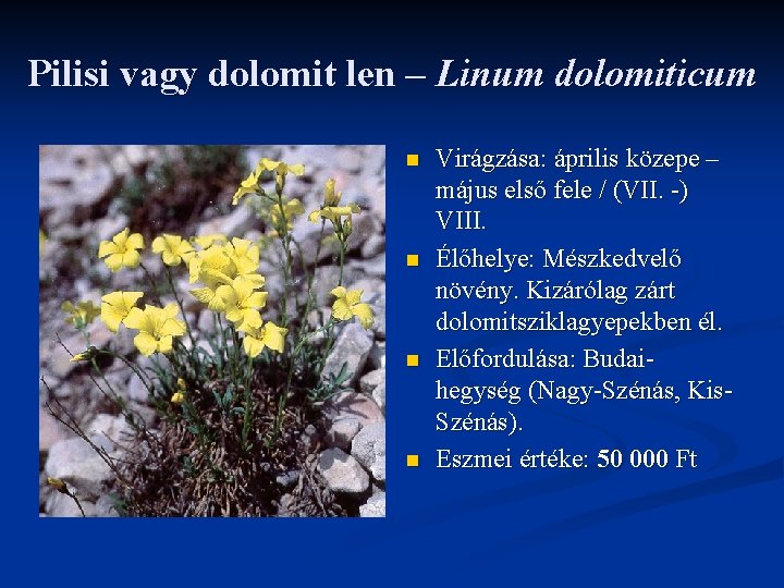 Pilisi vagy dolomit len – Linum dolomiticum n n Virágzása: április közepe – május Pilisi vagy dolomit len – Linum dolomiticum n n Virágzása: április közepe – május