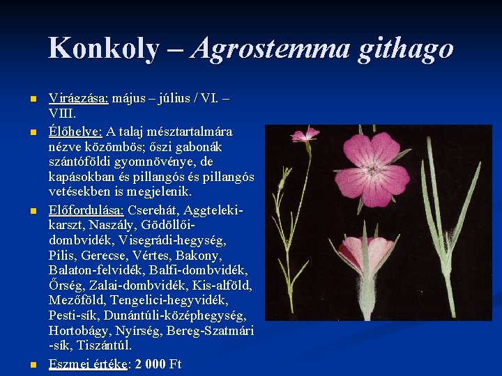 Konkoly – Agrostemma githago n n Virágzása: május – július / VI. – VIII. Konkoly – Agrostemma githago n n Virágzása: május – július / VI. – VIII.