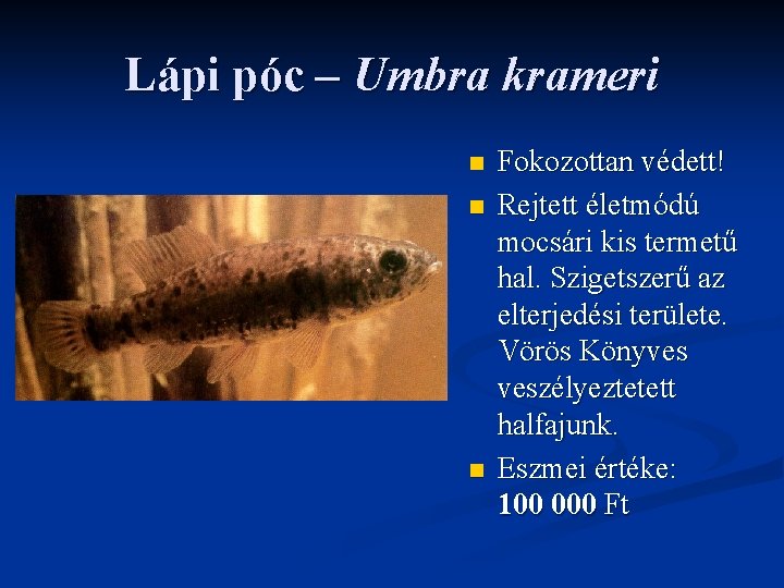 Lápi póc – Umbra krameri n n n Fokozottan védett! Rejtett életmódú mocsári kis