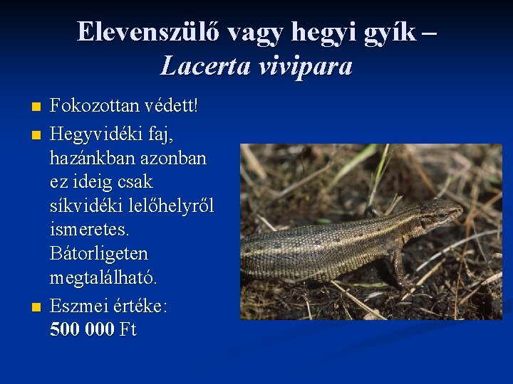 Elevenszülő vagy hegyi gyík – Lacerta vivipara n n n Fokozottan védett! Hegyvidéki faj,