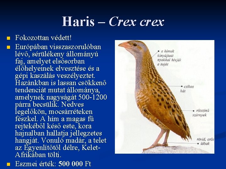 Haris – Crex crex n n n Fokozottan védett! Európában visszaszorulóban lévő, sérülékeny állományú