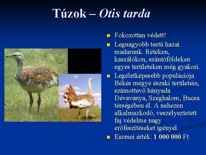 Túzok – Otis tarda n n Fokozottan védett! Legnagyobb testű hazai madarunk. Réteken, kaszálókon, Túzok – Otis tarda n n Fokozottan védett! Legnagyobb testű hazai madarunk. Réteken, kaszálókon,
