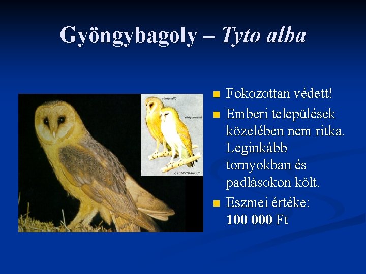 Gyöngybagoly – Tyto alba n n n Fokozottan védett! Emberi települések közelében nem ritka. Gyöngybagoly – Tyto alba n n n Fokozottan védett! Emberi települések közelében nem ritka.
