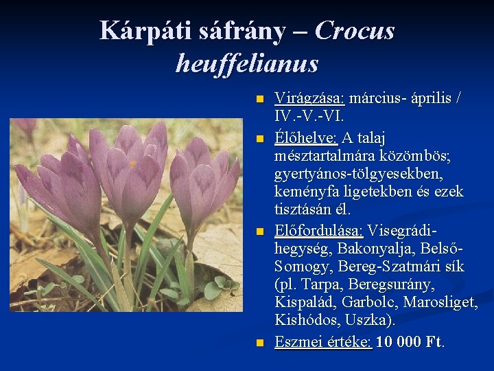 Kárpáti sáfrány – Crocus heuffelianus n n Virágzása: március- április / IV. -VI. Élőhelye: