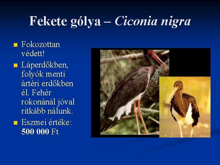Fekete gólya – Ciconia nigra n n n Fokozottan védett! Láperdőkben, folyók menti ártéri