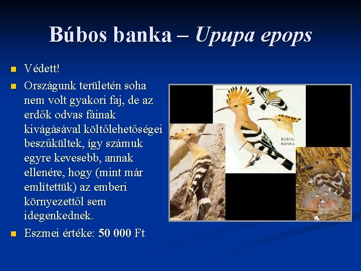 Búbos banka – Upupa epops n n n Védett! Országunk területén soha nem volt