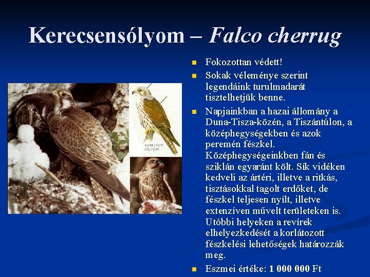 Kerecsensólyom – Falco cherrug n n Fokozottan védett! Sokak véleménye szerint legendáink turulmadarát tisztelhetjük