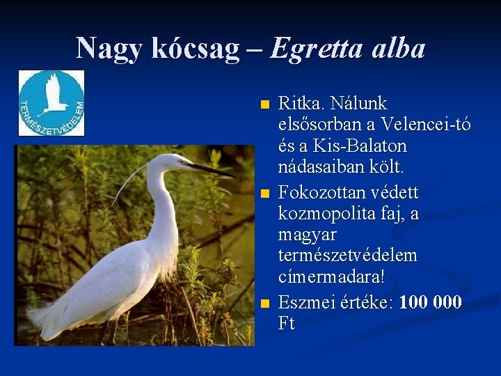 Nagy kócsag – Egretta alba n n n Ritka. Nálunk elsősorban a Velencei-tó és