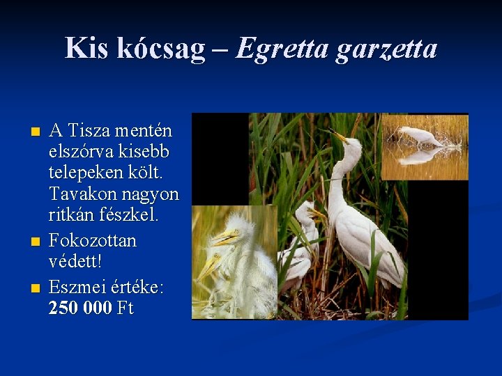 Kis kócsag – Egretta garzetta n n n A Tisza mentén elszórva kisebb telepeken