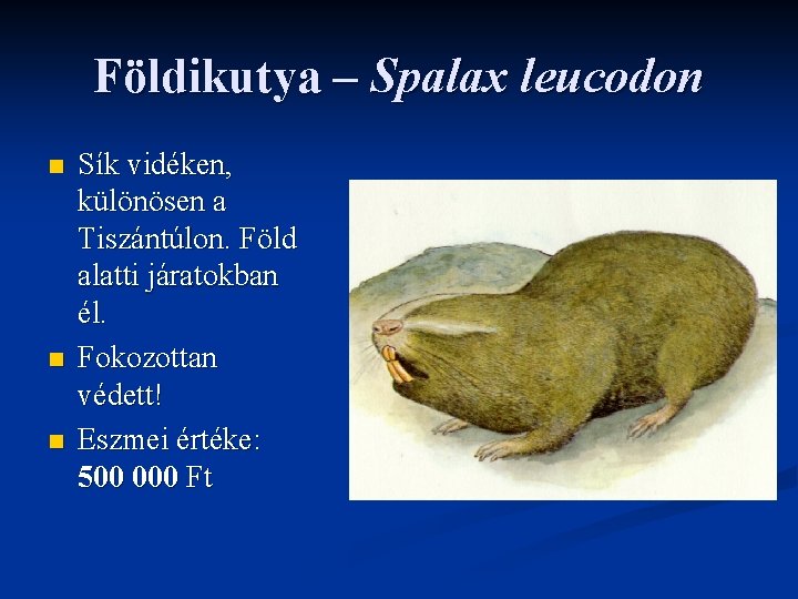 Földikutya – Spalax leucodon n Sík vidéken, különösen a Tiszántúlon. Föld alatti járatokban él.