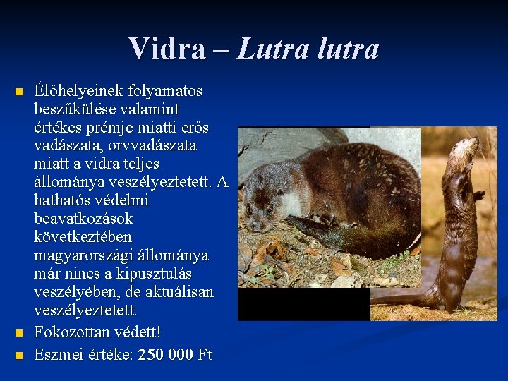 Vidra – Lutra lutra n n n Élőhelyeinek folyamatos beszűkülése valamint értékes prémje miatti