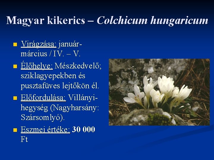 Magyar kikerics – Colchicum hungaricum n n Virágzása: januármárcius / IV. – V. Élőhelye: