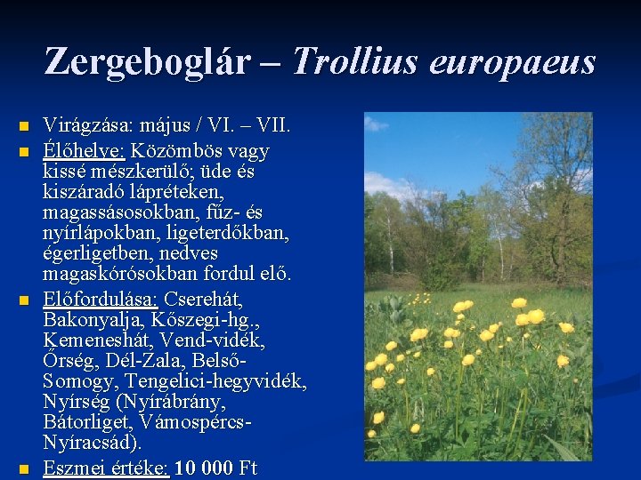 Zergeboglár – Trollius europaeus n n Virágzása: május / VI. – VII. Élőhelye: Közömbös