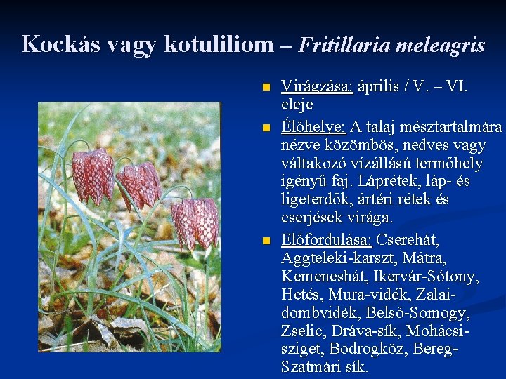 Kockás vagy kotuliliom – Fritillaria meleagris n n n Virágzása: április / V. –