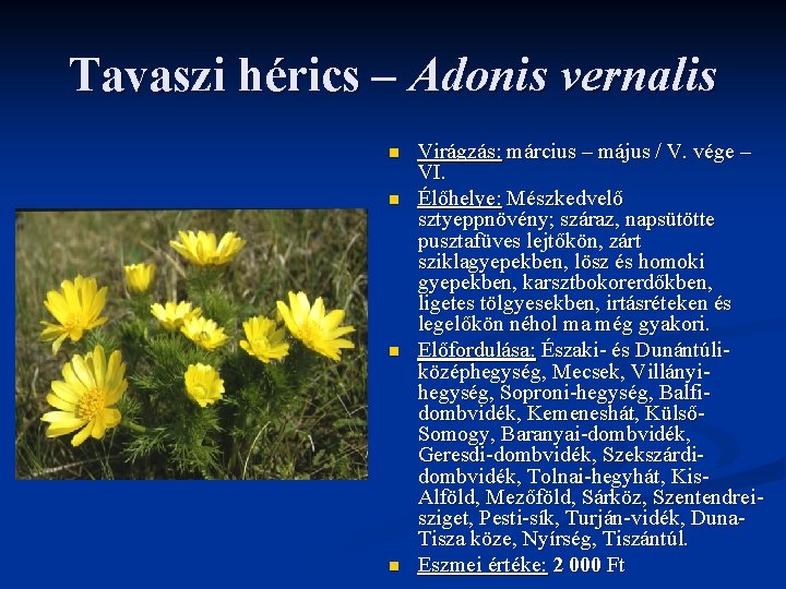 Tavaszi hérics – Adonis vernalis n n Virágzás: március – május / V. vége