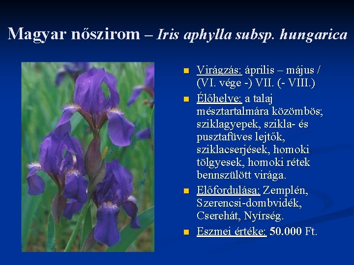 Magyar nőszirom – Iris aphylla subsp. hungarica n n Virágzás: április – május /