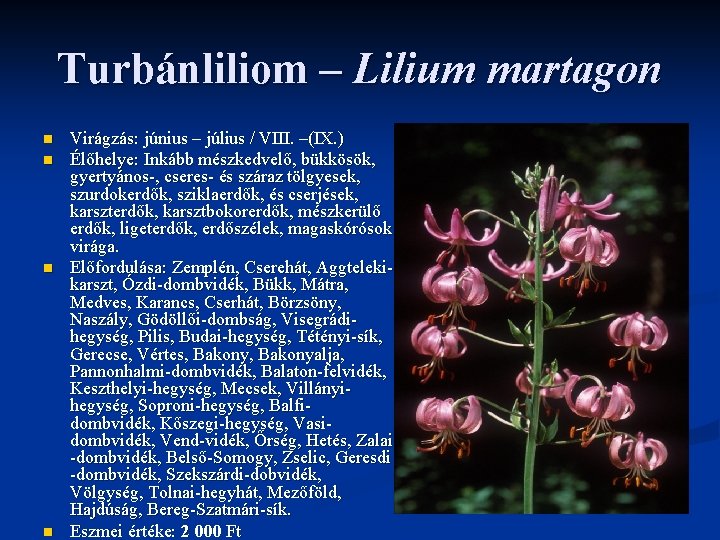 Turbánliliom – Lilium martagon n n Virágzás: június – július / VIII. –(IX. )