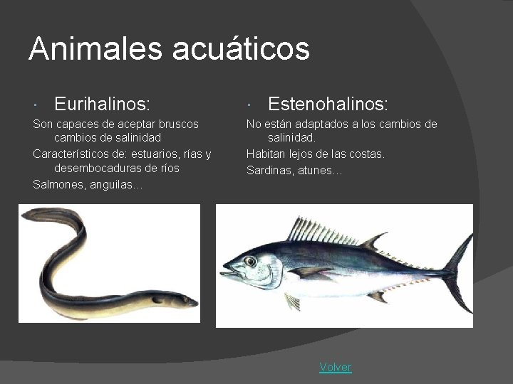 Animales acuáticos Eurihalinos: Son capaces de aceptar bruscos cambios de salinidad Característicos de: estuarios,