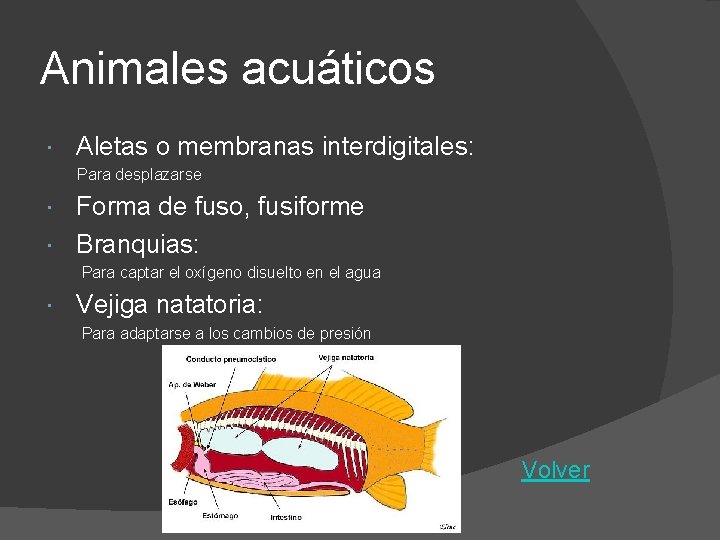 Animales acuáticos Aletas o membranas interdigitales: Para desplazarse Forma de fuso, fusiforme Branquias: Para