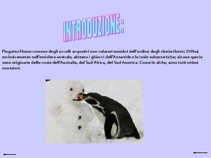 Pinguino Nome comune degli uccelli acquatici non volatori membri dell’ordine degli sfenisciformi. Diffusi esclusivamente