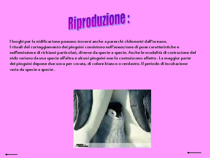 I luoghi per la nidificazione possono trovarsi anche a parecchi chilometri dall'oceano. I rituali