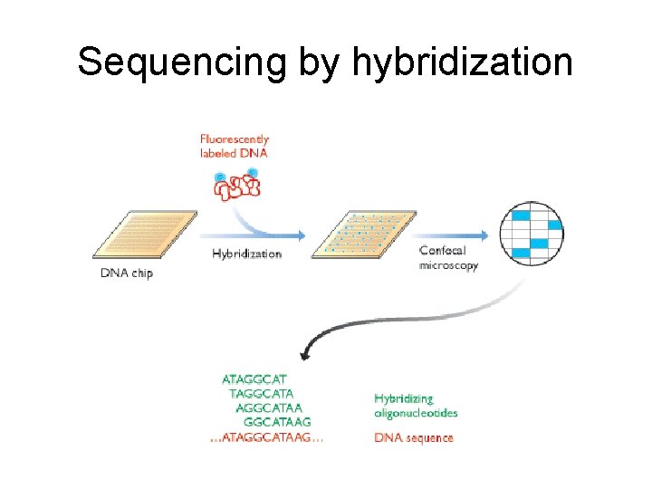Sequencing by hybridization 