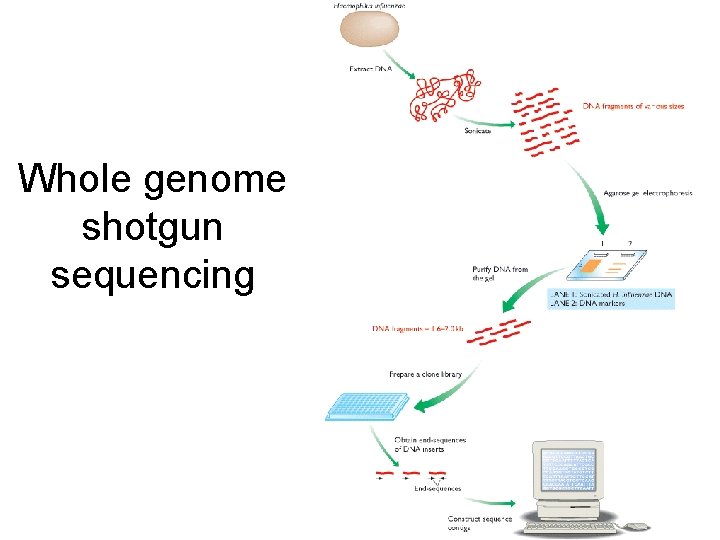 Whole genome shotgun sequencing 