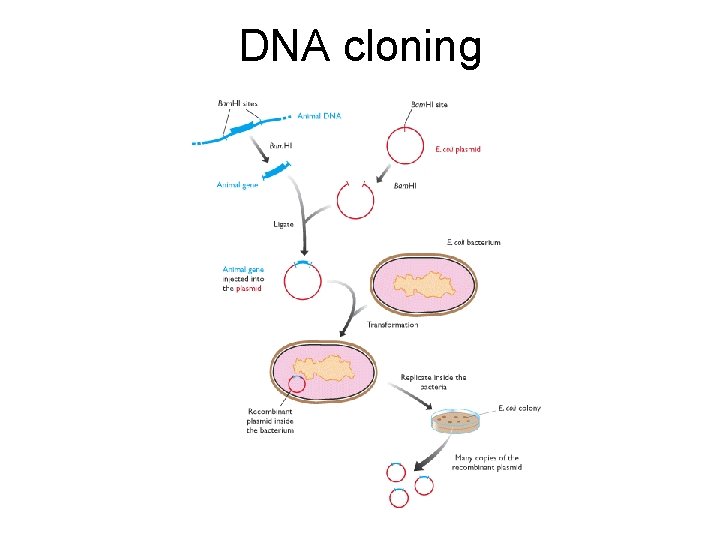 DNA cloning 
