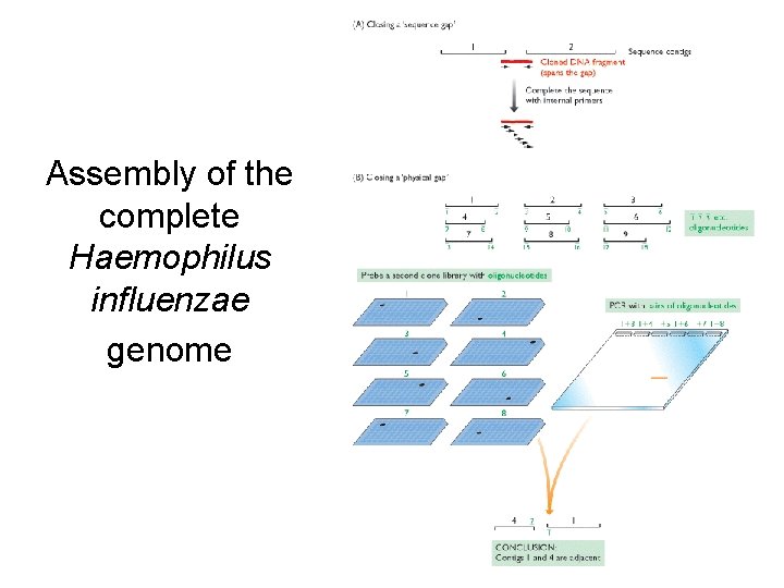 Assembly of the complete Haemophilus influenzae genome 