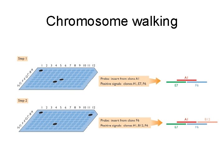 Chromosome walking 