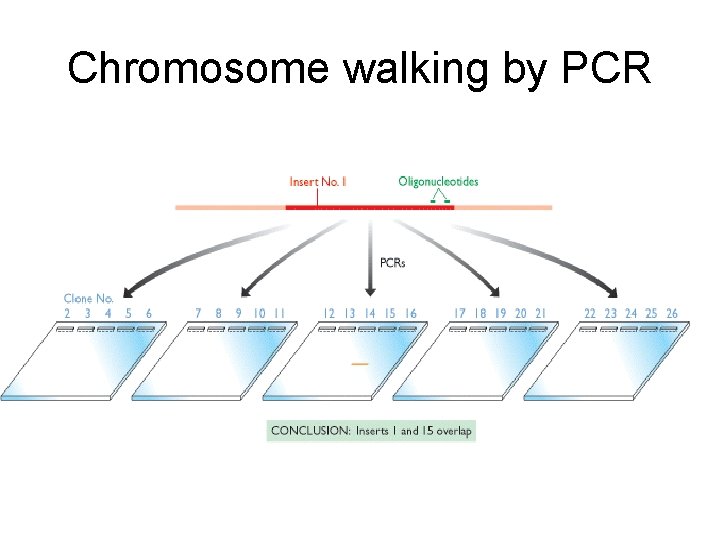 Chromosome walking by PCR 