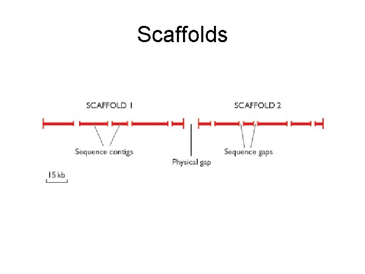 Scaffolds 