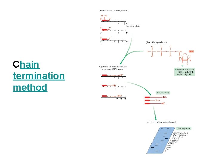 Chain termination method 