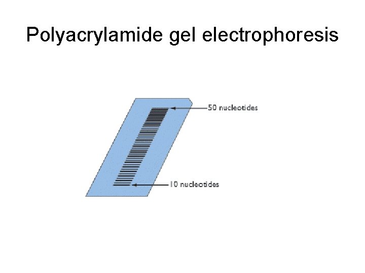Polyacrylamide gel electrophoresis 