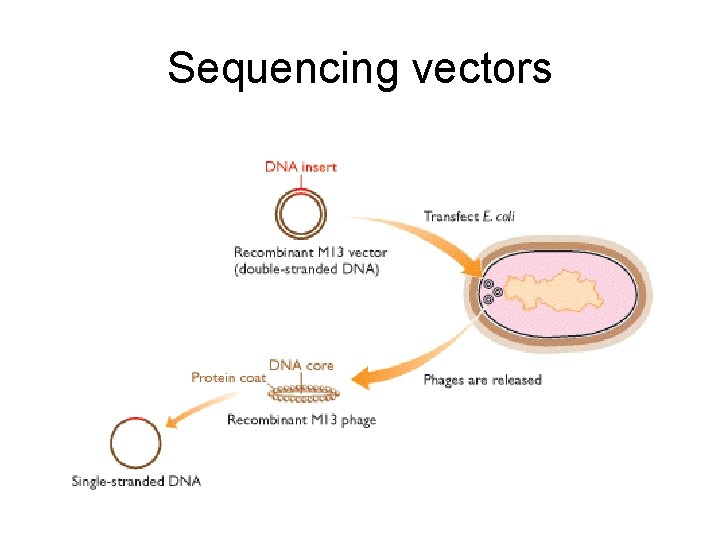 Sequencing vectors 