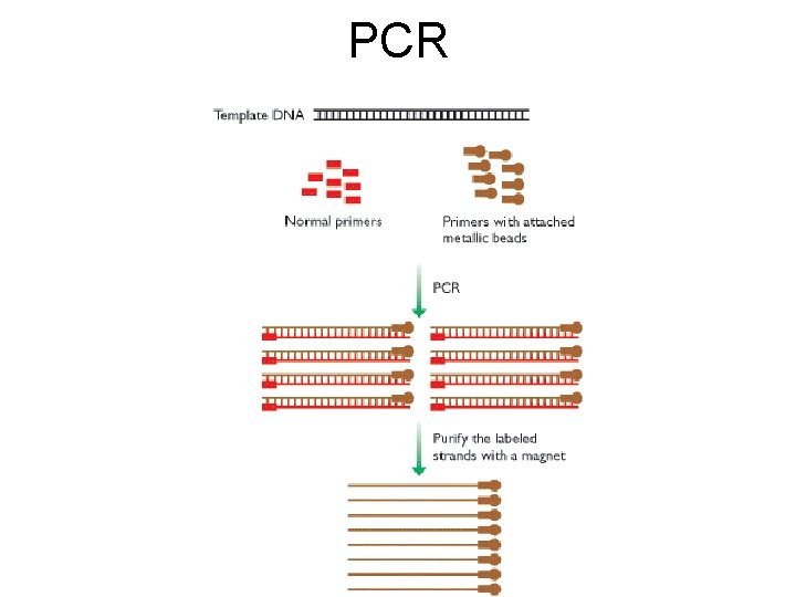 PCR 