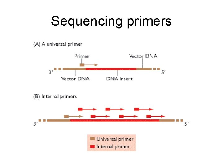 Sequencing primers 
