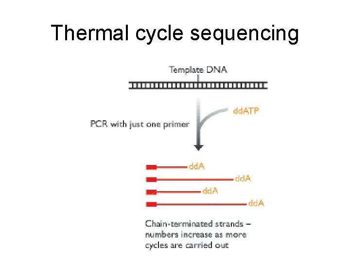 Thermal cycle sequencing 