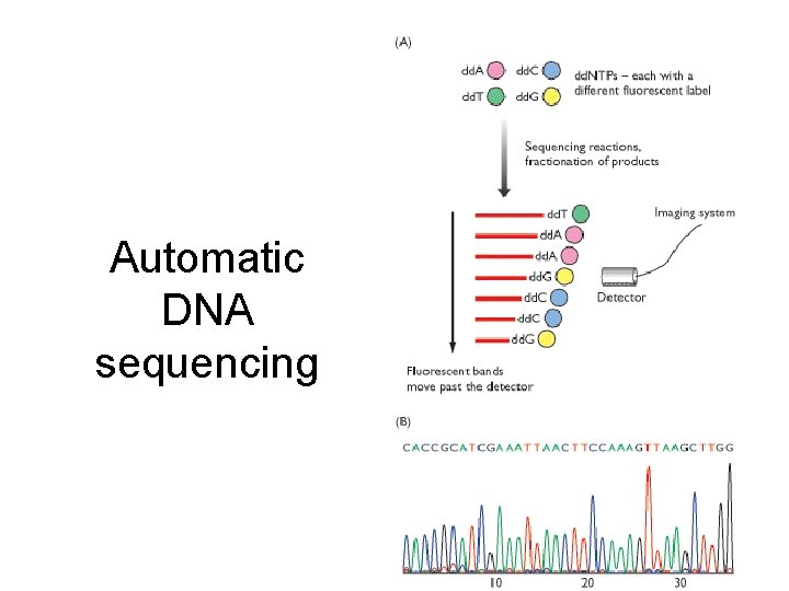 Automatic DNA sequencing 