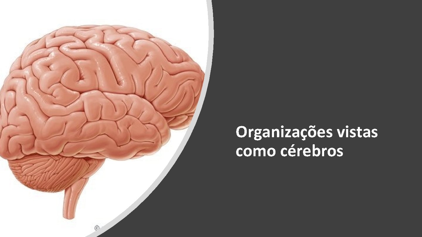 Organizações vistas como cérebros 