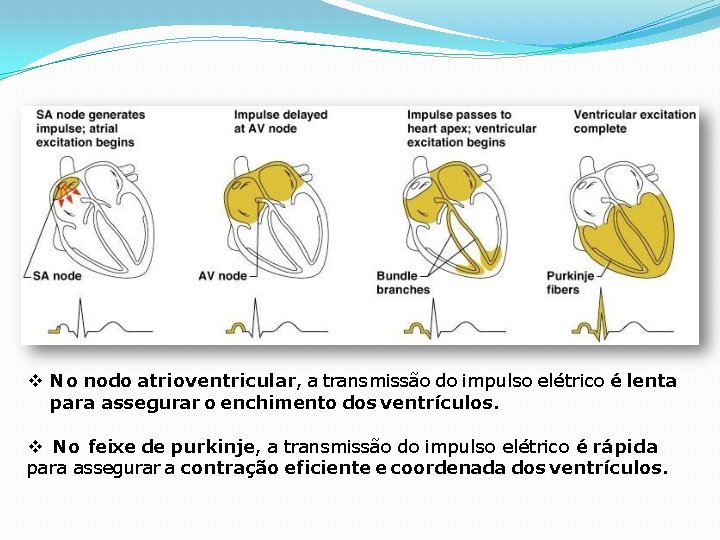  No nodo atrioventricular, a transmissão do impulso elétrico é lenta para assegurar o