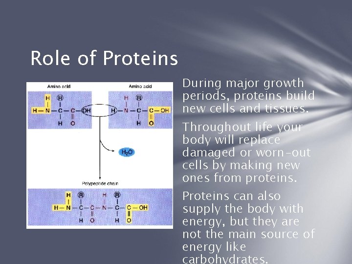 Role of Proteins During major growth periods, proteins build new cells and tissues. Throughout