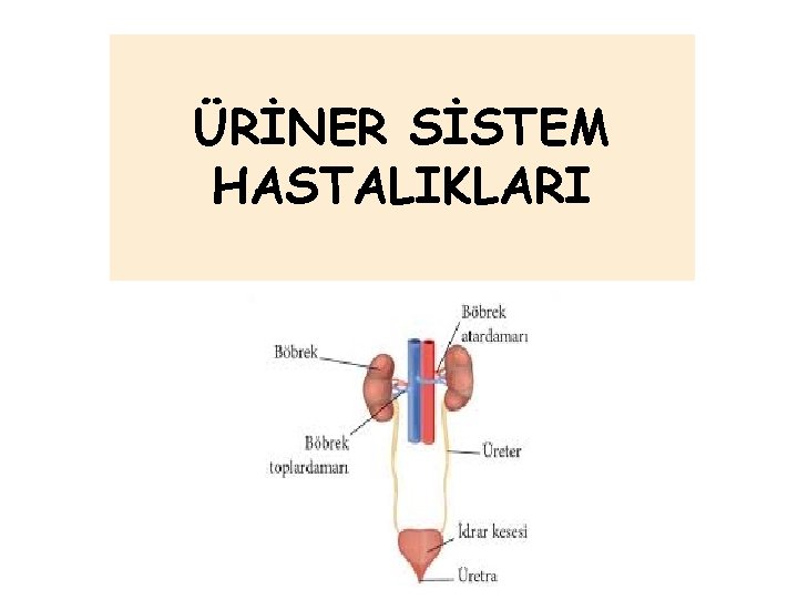 ÜRİNER SİSTEM HASTALIKLARI ÜRİNER SİSTEM HASTALIKLARI